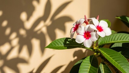 White Flowers with Red Centers and Green Leaves.