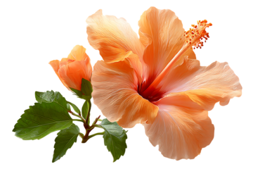 Elegant peach hibiscus flower with bud and leaves