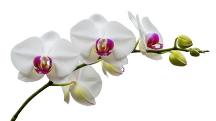 Elegant phalaenopsis orchid flowers isolated PNG, delicate white petals with purple centers on...