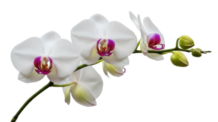 Elegant phalaenopsis orchid flowers isolated PNG, delicate white petals with purple centers on transparent background for botanical designs