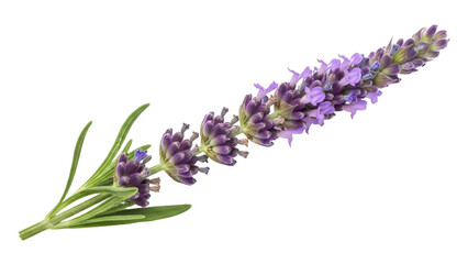 Fragrant lavender flower isolated PNG on transparent background, purple aromatic plant for...