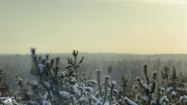 Wide Angle View of Winter Forest and Snowy Pine Treetops
