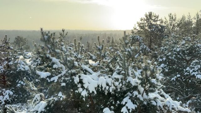 Aerial View of Snow Covered Pine Trees at Sunrise