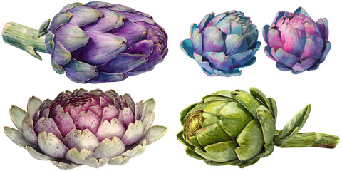 Obraz premium Watercolor - Artichoke watercolor png. Vegetable on transparent isolated background.