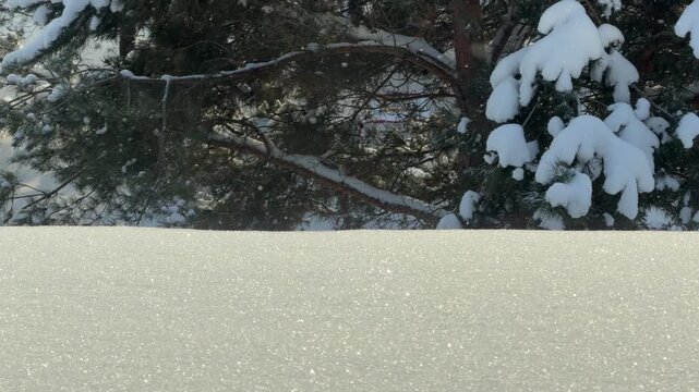 Slow Tilt Up from Glistening Snow to Heavy Pine Tree Branches