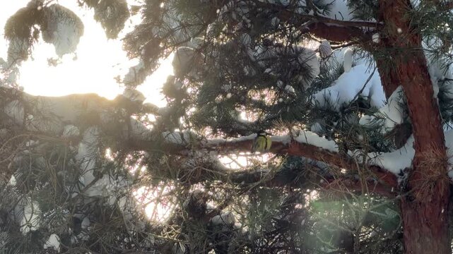 Small Bird Perched on Snow Covered Pine Branch in Sunlight