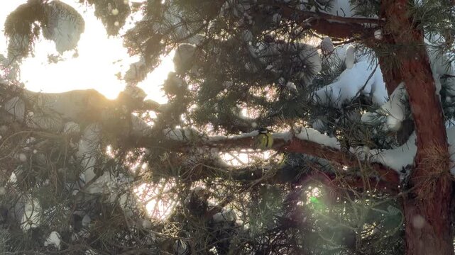Great Tit Bird Hopping on Snowy Pine Branch in Sun Light