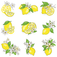 Fresh lemons with flowers and leaves. Fruit linear set. Citrus collection. Whole lemon, halved, sliced, outline drawing isolated on white background.