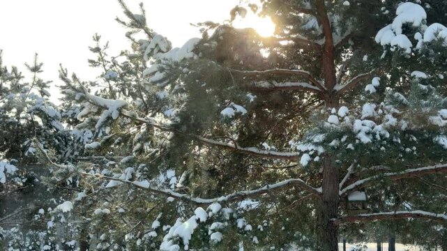 Tilt Up from Sunlit Snowy Pine Tree to Cloudy Sky
