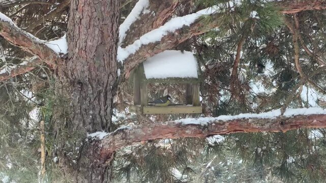 Close Up of Great Tit Eating Seeds in Wooden Feeder
