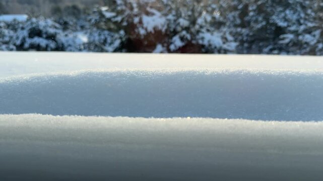 Rack Focus from Snow Surface to Winter Pine Forest Landscape