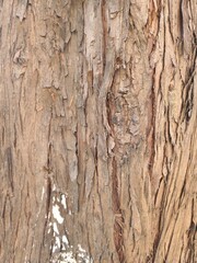 Obraz premium Title: The grain of tree bark, bearing the traces of time. The rough, deeply grooved bark and the moss caught between them show the tenacious vitality of nature and the depth of time. 