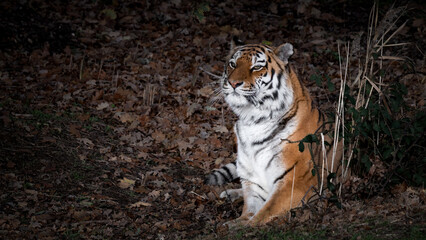 Amur Tiger Resting on Grass and Autumn Leaves