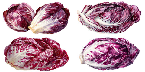 Watercolor - Radicchio watercolor png. Vegetable on transparent isolated background.