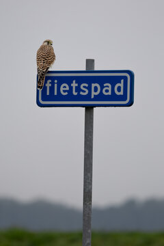 Common Kestrel Perched on a Dutch Fietspad (Bicycle Path) Sign with Copy Space