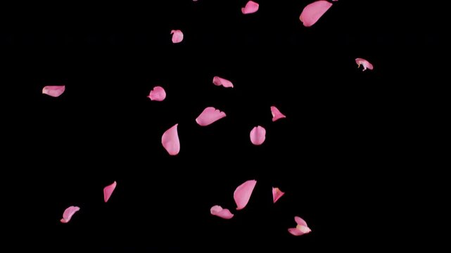 Super slow motion of falling rose petals on clear black background . Filmed on high speed cinema camera at 1000 fps