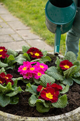 Gardening activity with hands planting colorful primrose flowers in soil on a sunny day