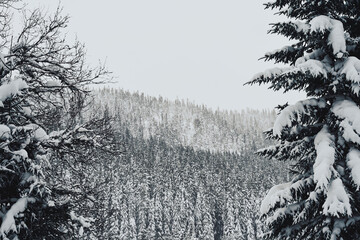 Oksbakklia Hill, part of the Toten&aring;sen Hills, Norway, January 2026.