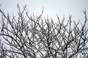 Fototapeta premium Snow falls on a tree with bare branches.