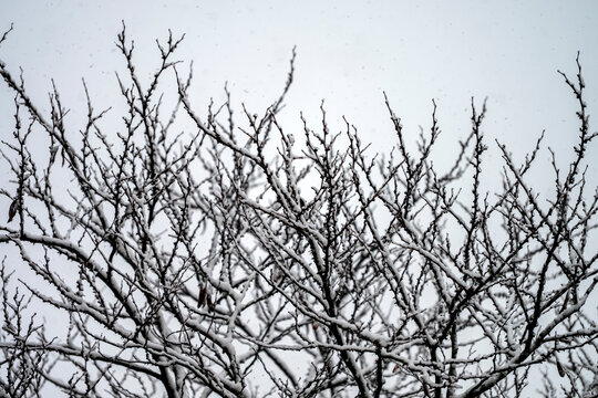 Snow falls on a tree with bare branches.
