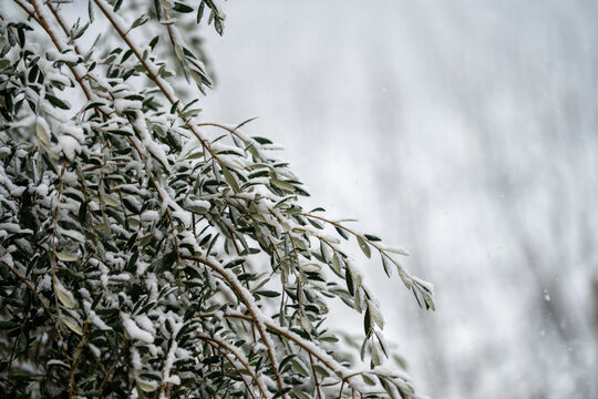 Snow  falling  and covers the leaves of a plant on a cloudy day.