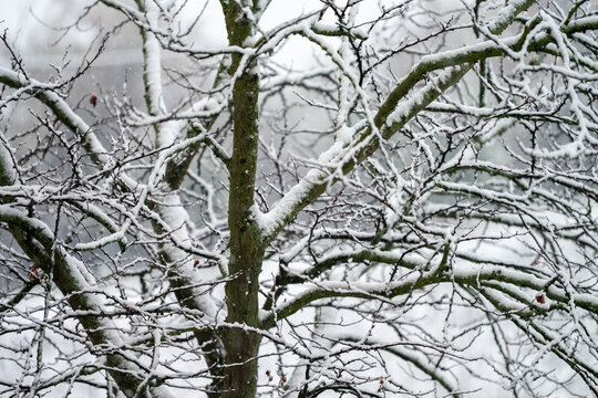 Snow falls on a tree with bare branches.
