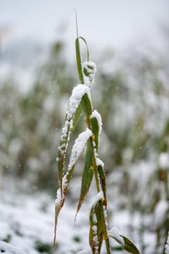 Snow covers bamboo leaves in a winter landscape