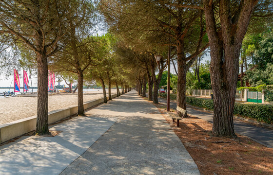 Tree-lined avenue in Carcans