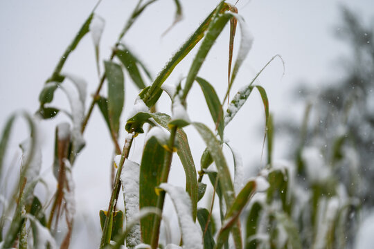 Snow covers bamboo leaves in a winter landscape