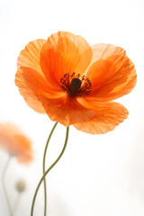 Delicate orange poppy flower on light background