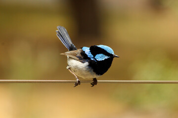 Obraz premium Blue Wren Closeup