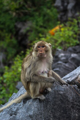 Naklejka premium Monkey of Vietnam