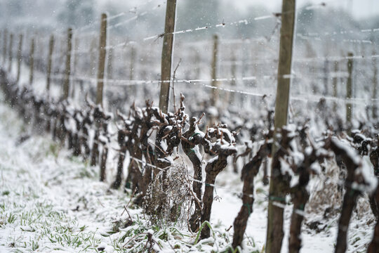 Snow falls and covers a vineyard in winter. Winter panorama.