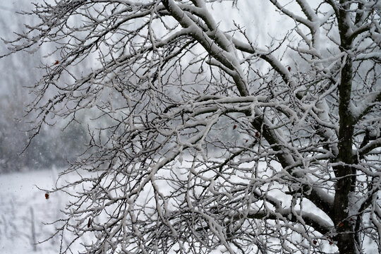 Snow falls on a tree with bare branches.