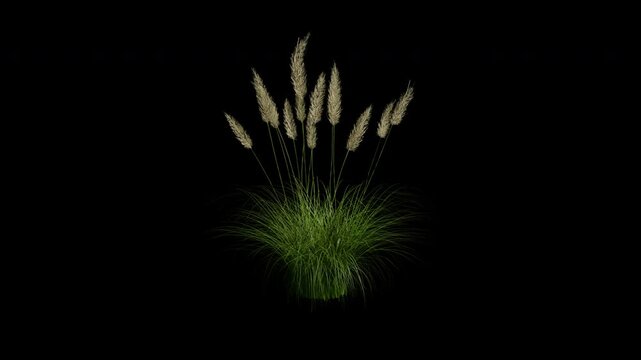 Pampas grass or cortaderia selloana grass gently blowing in the spring wind animation with alpha channel and transparent background