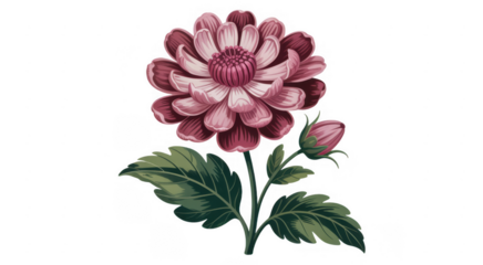 Pink Flower flower isolated on a transparent background