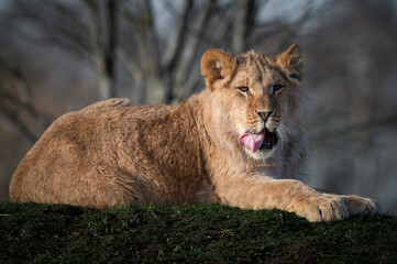 Fototapete bei efototapeten.de bestellen   