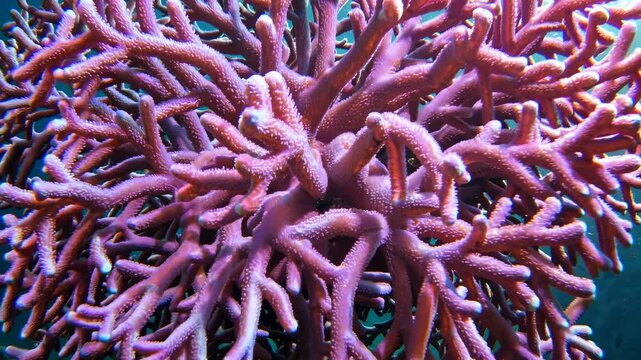 Underwater video shot of vibrant purple coral from a low angle, capturing sunlight filtering through the water, creating a serene marine scene. Live desktop wallpaper.