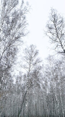 birch forest in winter. Vertical photo.Winter landscape.