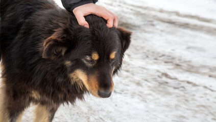 The girl pets a homeless dog. Animal care. A shelter for homeless animals.