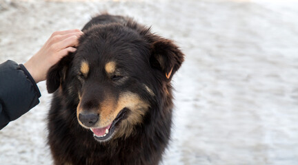 The girl pets a homeless dog. Animal care. A shelter for homeless animals.