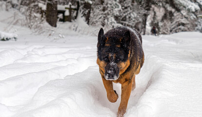 German Shepherd adult dog in the snow outside in winter