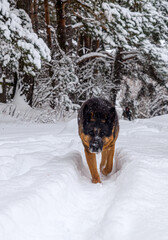 German Shepherd adult dog in the snow outside in winter