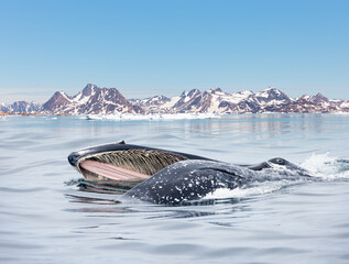 A humpback whale feeds with its mouth open - Melting icebergs by the coast of Greenland, on a beautiful summer day - Melting of a iceberg and pouring water into the sea - Greenland  © muratart