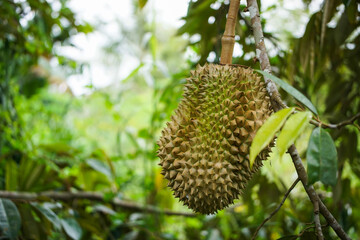 Close-up of a single durian fruit hanging on a tree with copy space in a tropical orchard