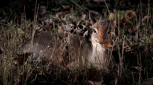 Kirk's Dik Dik Resting in the Undergrowth