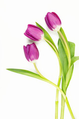 Delikatne różowo fioletowe tulipany, wiosenna kompozycja na białym tle © Elżbieta Kaps