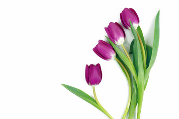 Delikatne różowo fioletowe tulipany, wiosenna kompozycja na białym tle © Elżbieta Kaps