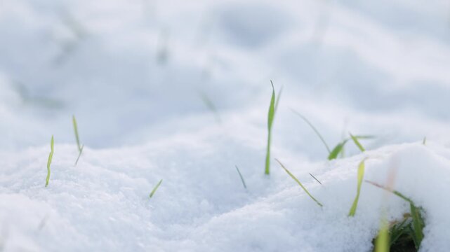 Close-up winter footage of snow with green grass blades poking through, shallow depth of field and soft light, seasonal texture and thaw concept.