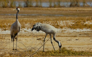 Fototapeta premium common Crain couple 